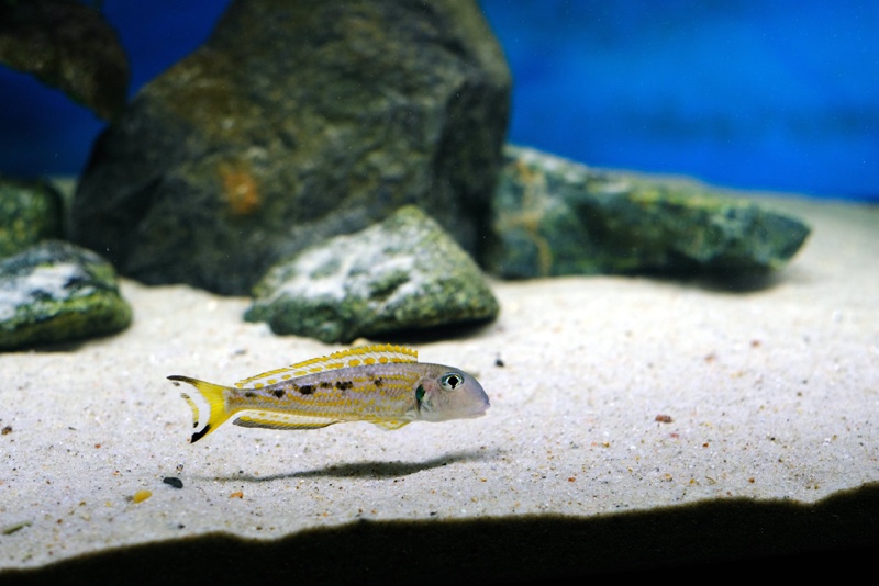 Xenotilapia singularis 'Kerenge Island'